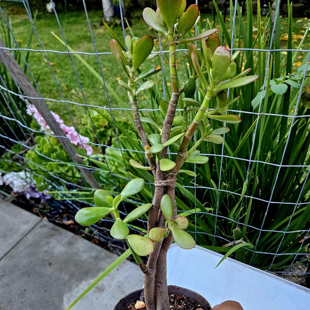 Ruby Jade Tree - Picture 7 of 7